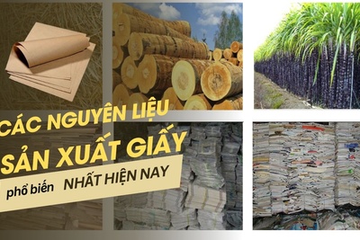 Các nguyên liệu sản xuất giấy phổ biến nhất nhất hiện nay